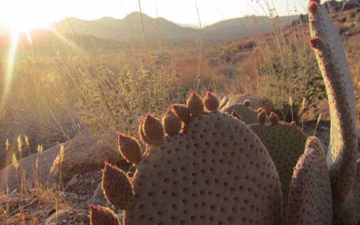 Cacti appear in the foreground of a desert landscape with mountains in the background. 